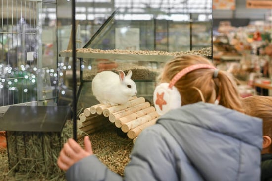 child looking at rabbit in pet store