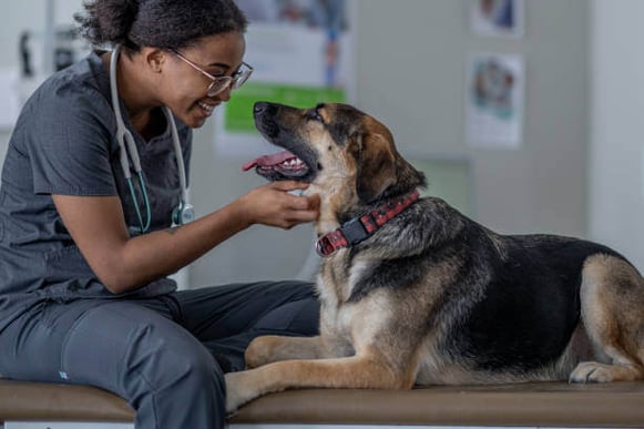 A pet business employee pets a dog