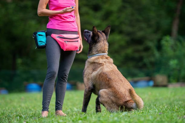 dog trainer with sitting dog being obedient