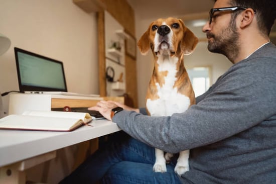 man doing dog grooming business plan on computer with client