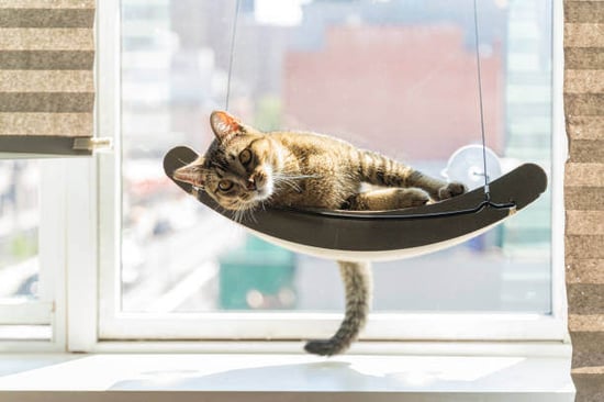 A cat lays on a hammock by a window