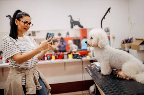 groomer snapping a photo of a poofy white dog in a salon