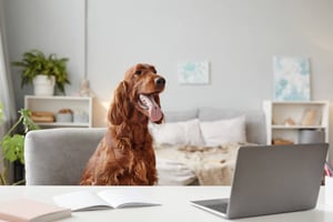 7 Google My Business Essentials for Your Pet-Care Business