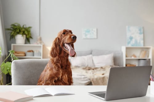 How to Market Your Pet-Care Business: 7 Effective Tips