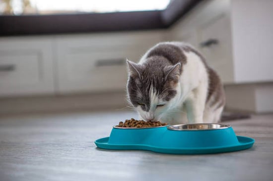 A cat eats from a bowl