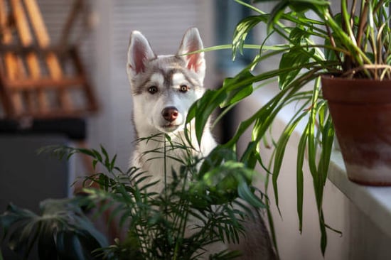 A puppy stands by plants