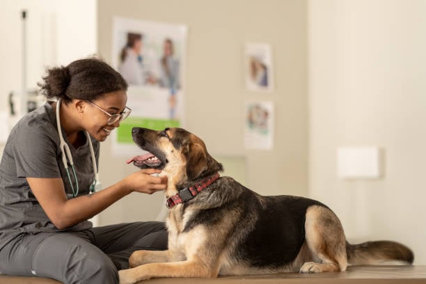 Spring into Success: Seasonal Promotions for Pet-Care Businesses