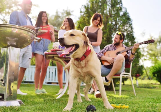 dog at a bbq picnic outside in summertime