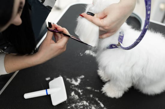 dog grooming show preparation