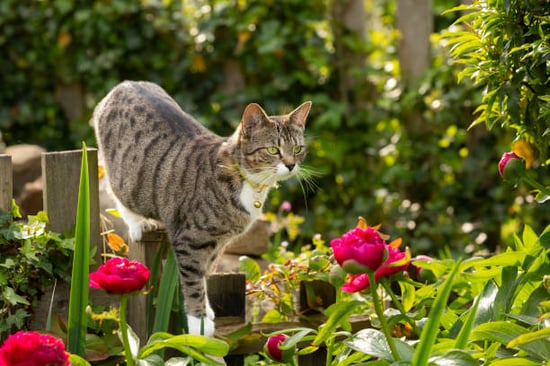 A cat plays in an outdoor flower garden