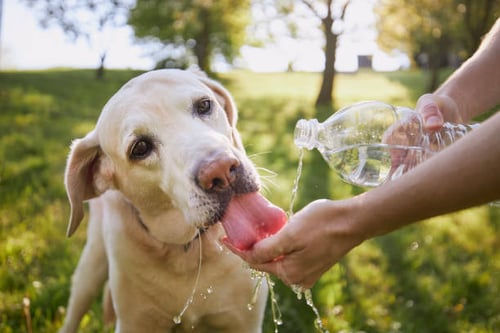 Keep Dogs Cool in Summer for Daycares and Kennel