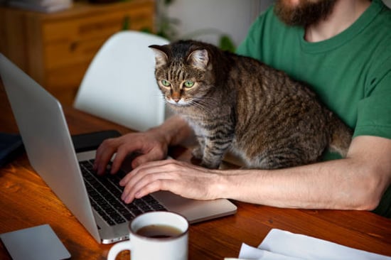 cattery owner updating client records on laptop