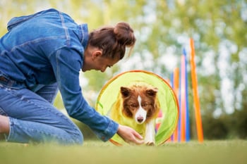 Incorporating Positive Reinforcement in Dog Training