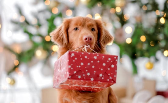 dog holding present in mouth during the holiday season
