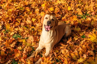 Top 5 Dog Breeds That Love Fall (And Why!)