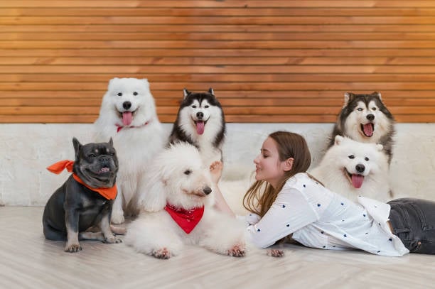 Cost-Efficient Practices in Dog Boarding