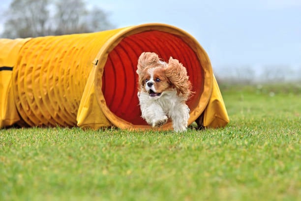 7 Outdoor Activities for Dogs in Daycare
