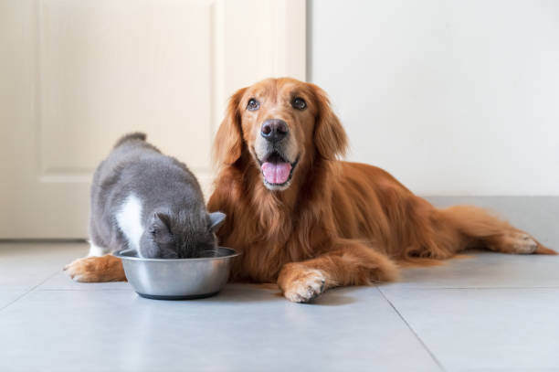 The Impact of Diet on Pet Behavior
