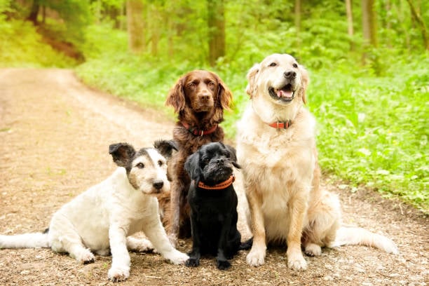 Spring into Success: Seasonal Promotions for Pet-Care Businesses