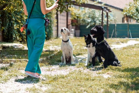 A woman trains three dogs