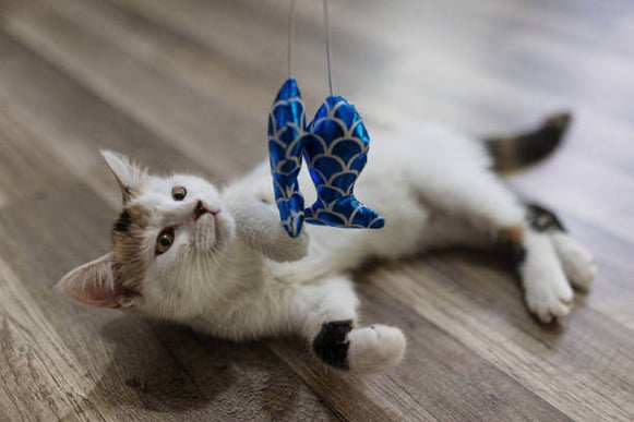 A cat playing with a fish toy