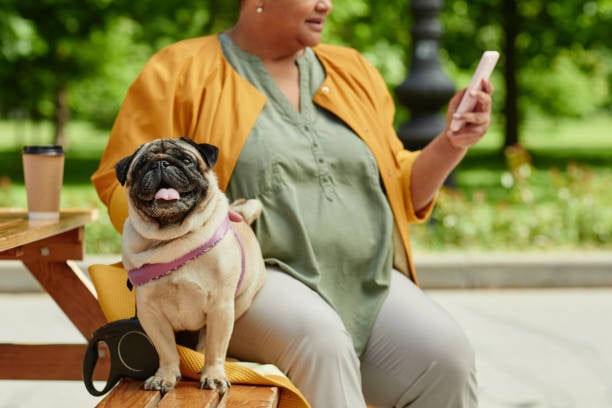 woman outside checking business with pug and smartphone