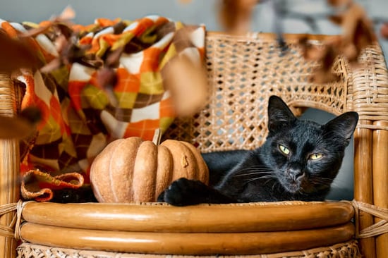 black cat lounging with fall decor