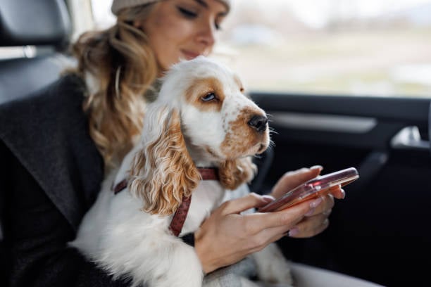 Leveraging Social Media for Effective Dog Boarding Promotions