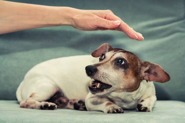 Your Mastering the Art of Handling Difficult Dogs in Pet CareBlog Post Title Here...