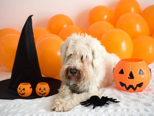 10 Ways to Celebrate Halloween with Your Canine Customers