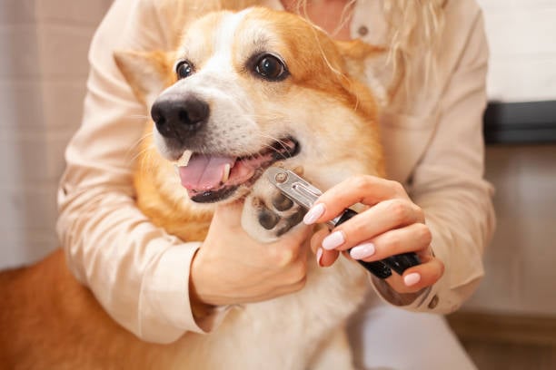 The Importance of Regular Dog Grooming
