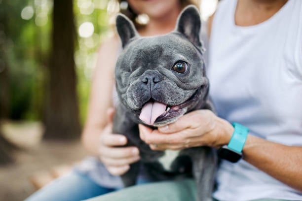 Innovative Dog Boarding Solutions for Special Needs Pets