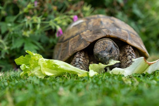 A turtle eats lettuce outside