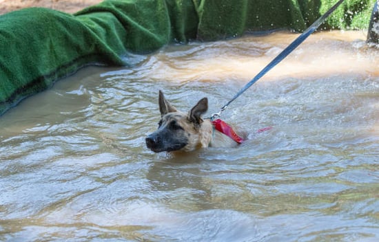 dog on leash rescued in high flood water