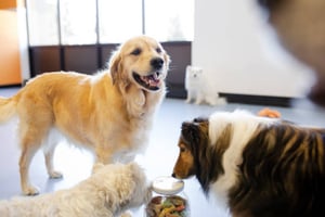 How to Choose the Right Dog Daycare for Your Dog