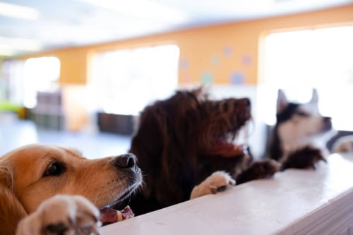 Increasing Your Dog Boarding Business Revenue: Cross-Selling and Upselling