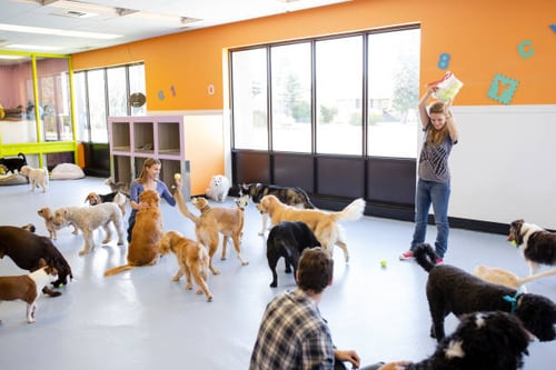 Happy Tails: Top Tips for Maximizing Your Dog's Daycare Experience