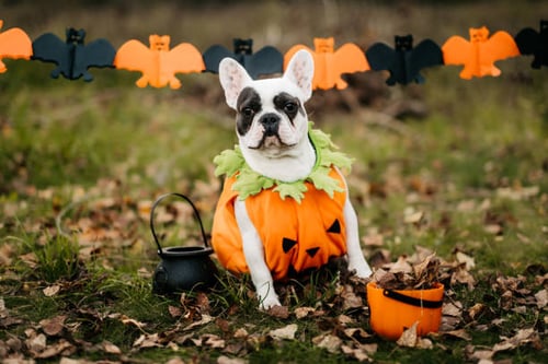 10 Ways to Celebrate Halloween with Your Canine Customers