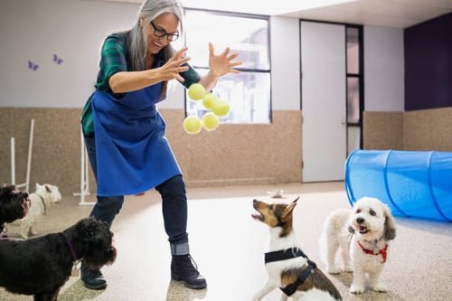 How to Choose the Right Dog Daycare for Your Dog