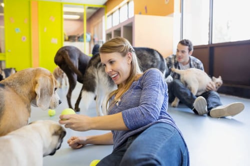 How to Choose the Right Dog Daycare for Your Dog