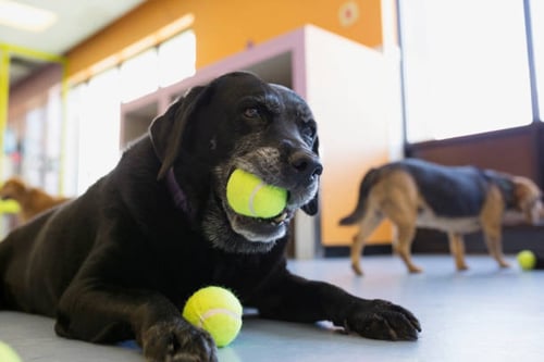 Happy Tails: Top Tips for Maximizing Your Dog's Daycare Experience