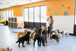 The Benefits of Cage-Free Kennels for Dog Boarding Businesses