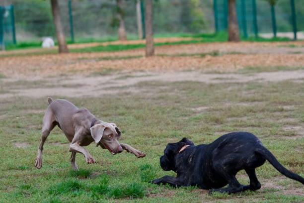 Dealing with Difficult Situations in Pet Care