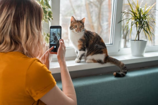 cattery owner taking photo of cat to send to pet parent