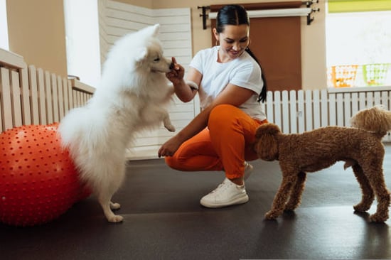 dog daycare owner playing with two dogs in her care