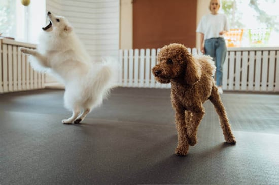 Two dogs play indoors together