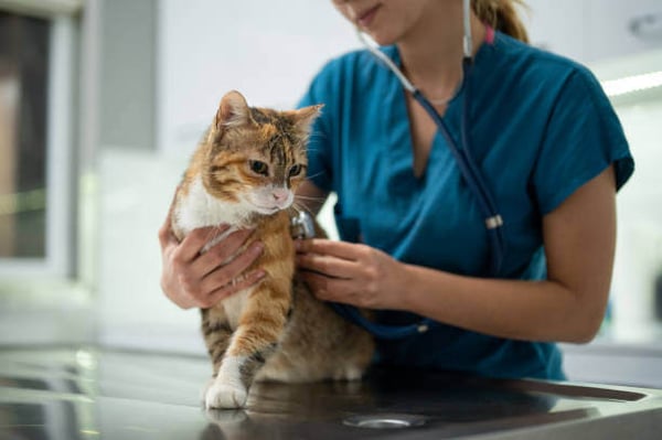 A cat gets a vet check up