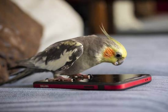 A bird stands on a phone screen