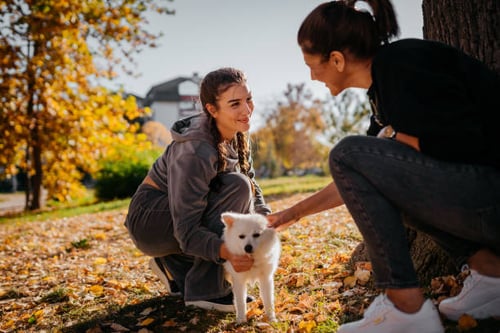 10 Ways to Celebrate Halloween with Your Canine Customers