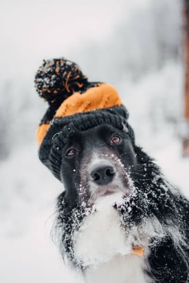 Winter Activities for Pets: From Indoor Play to Snowy Adventures